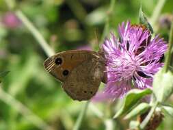 Image of Satyrus ferula