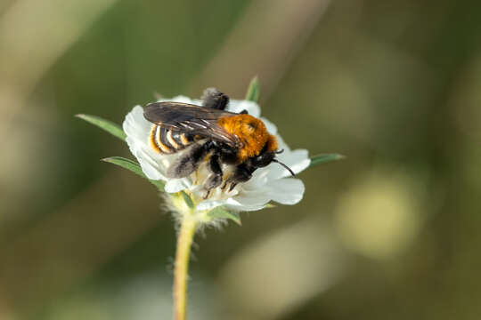 Image of Dasypoda braccata Eversmann 1852