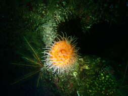Image of cowardly anemone