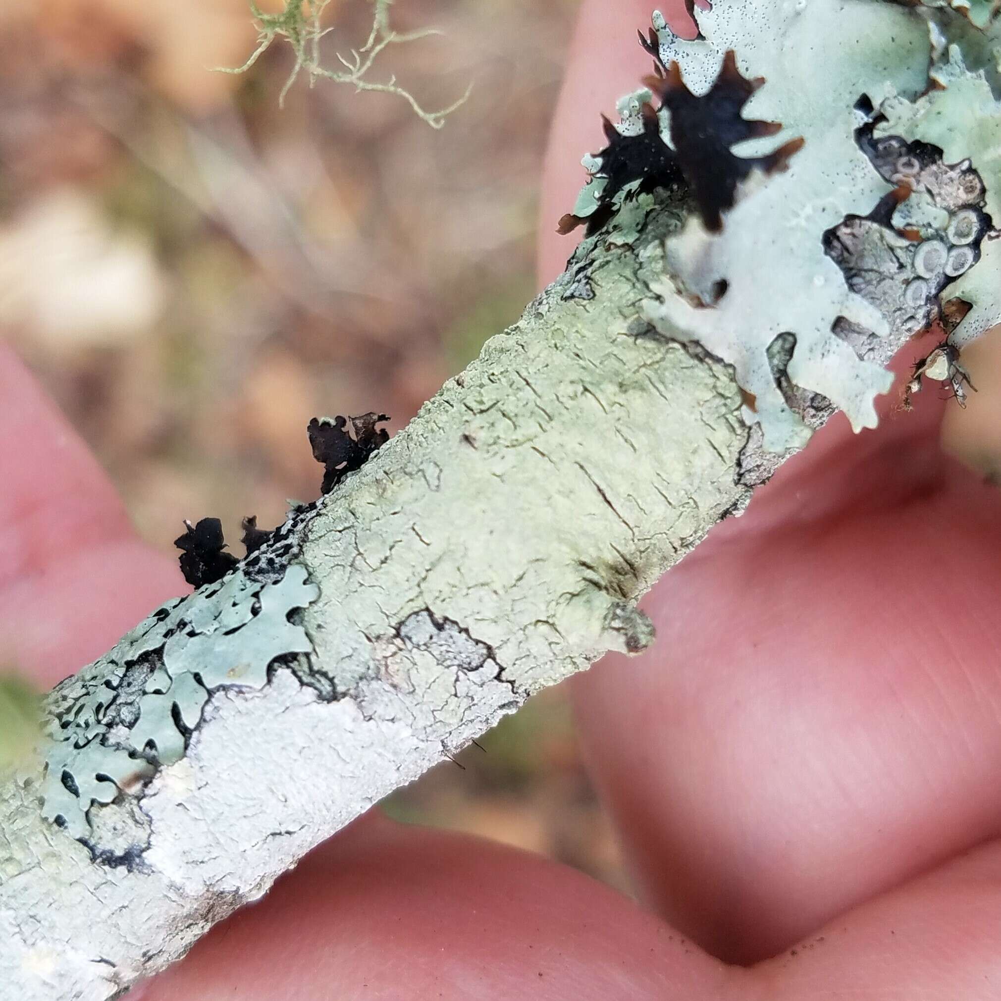 Image of Texan pore lichen