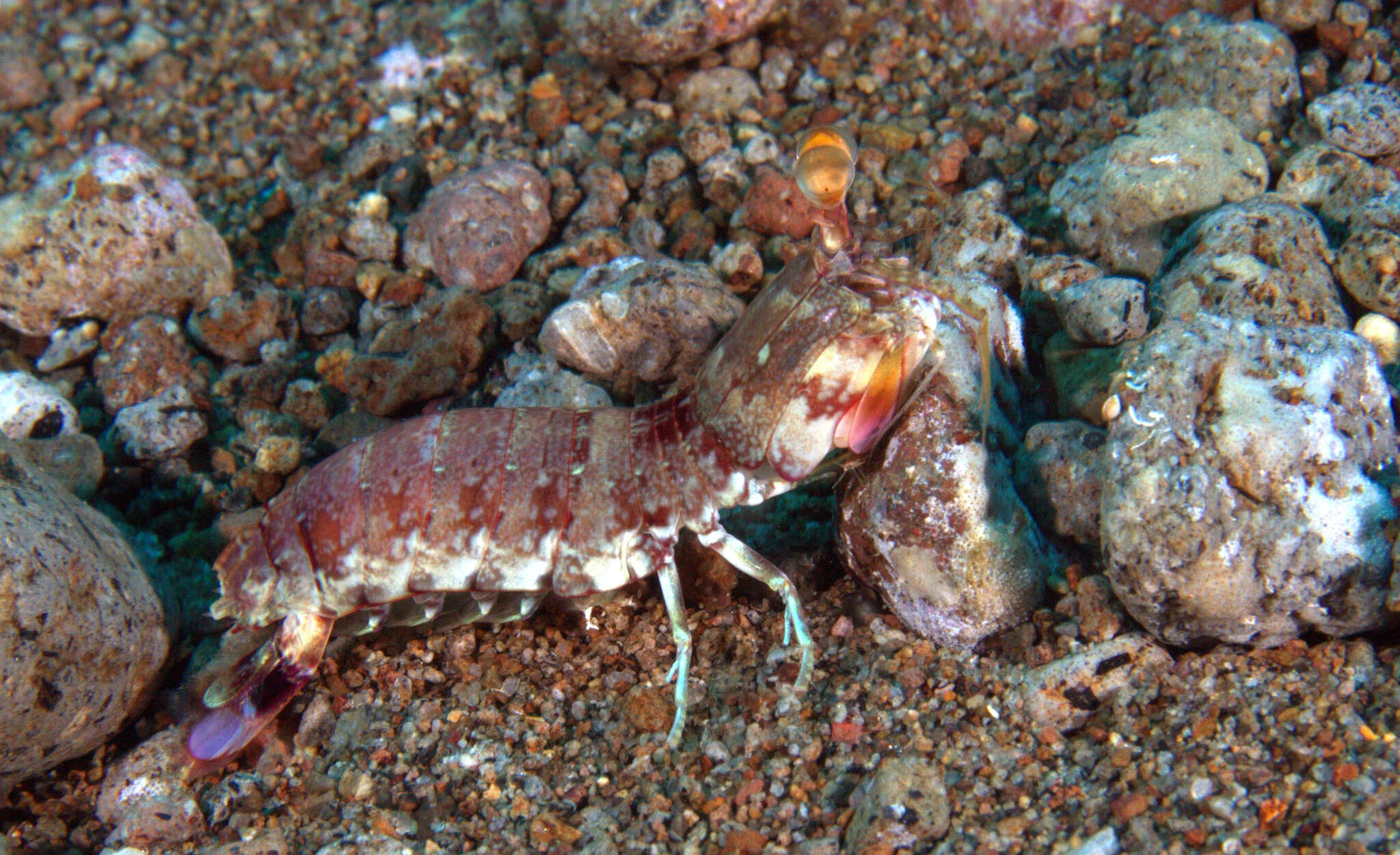 Sivun <i>Odontodactylus brevirostris</i> kuva