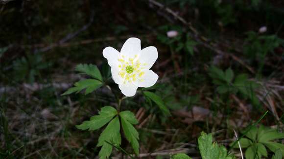 Image of European thimbleweed