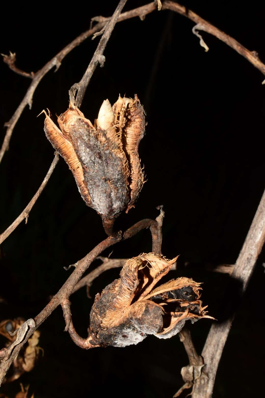 Image of Yucca cernua E. L. Keith