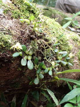 Image of Bulbophyllum melleum H. Perrier