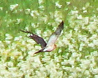 Image of Levant Sparrowhawk