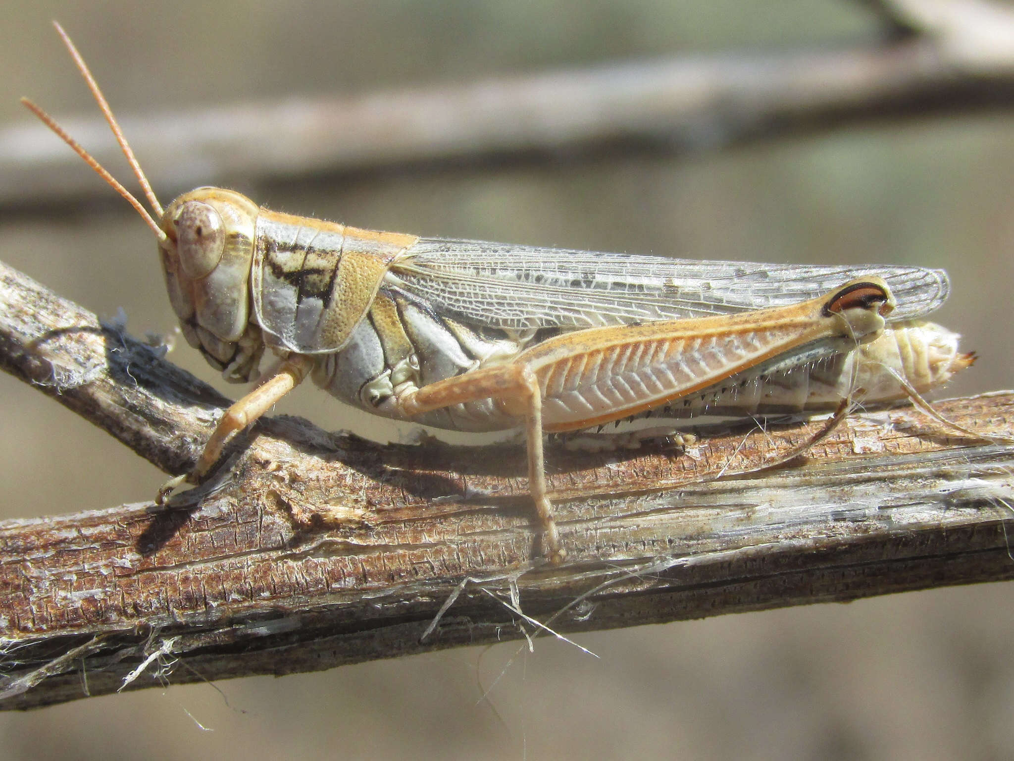 Melanoplus bowditchi canus Hebard 1925的圖片