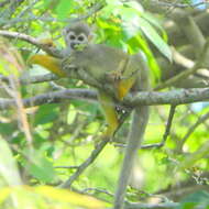 Image of Common Squirrel Monkey