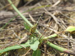 Image of Diplacodes trivialis (Rambur 1842)