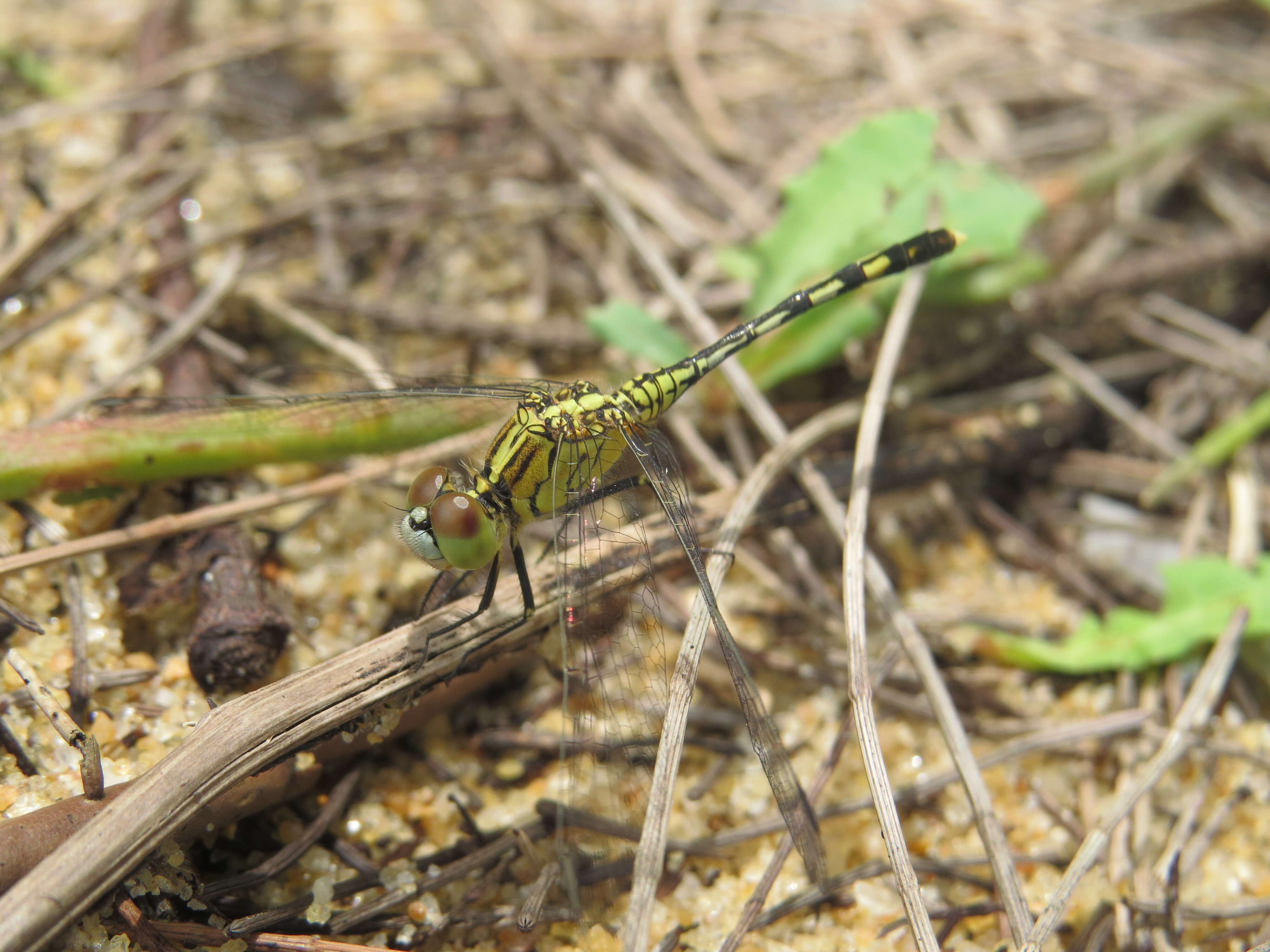 Image of Diplacodes trivialis (Rambur 1842)