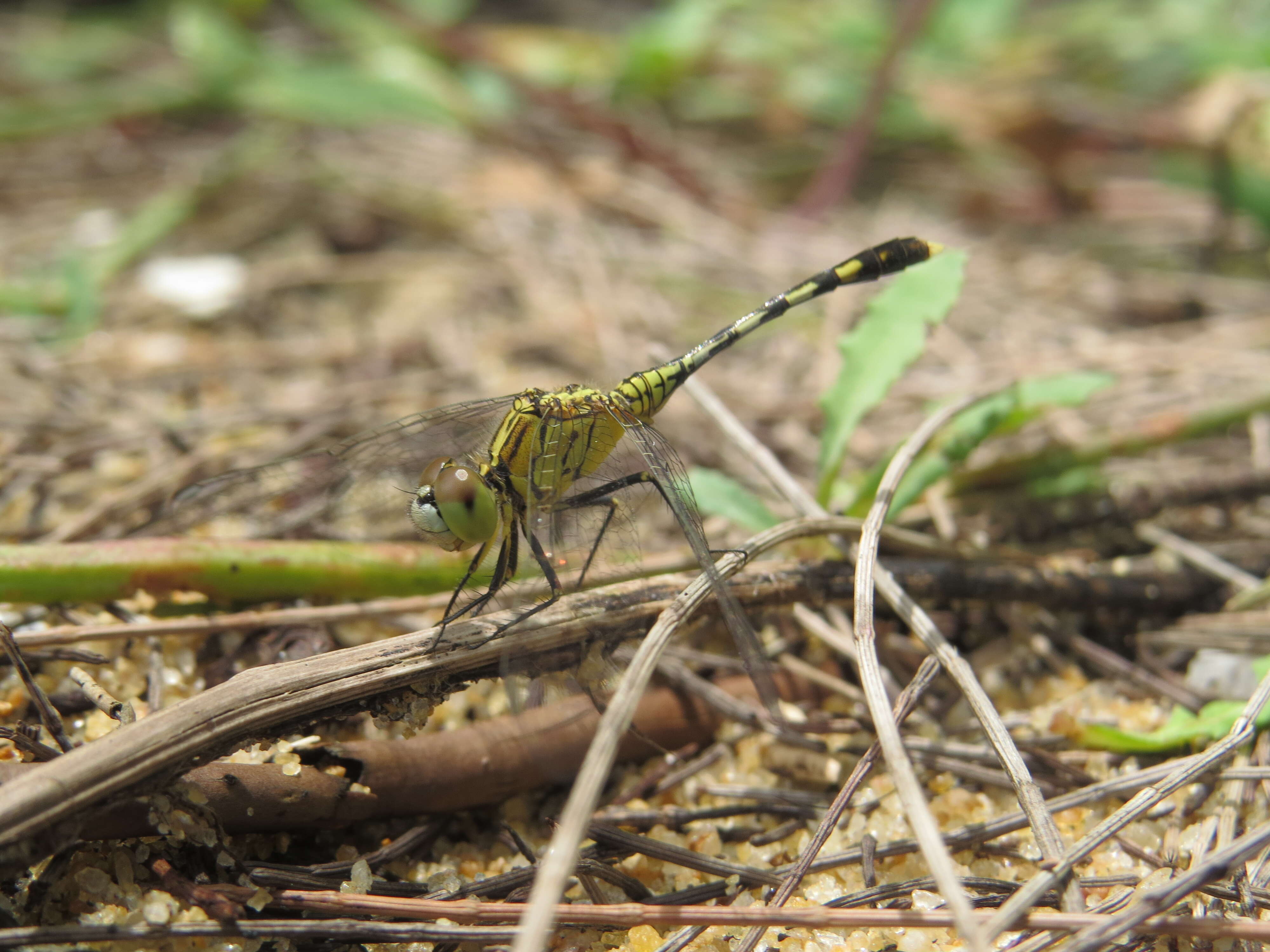 Image of Diplacodes trivialis (Rambur 1842)