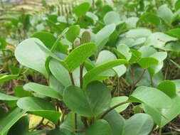 Ipomoea pes-caprae (L.) R. Brown resmi