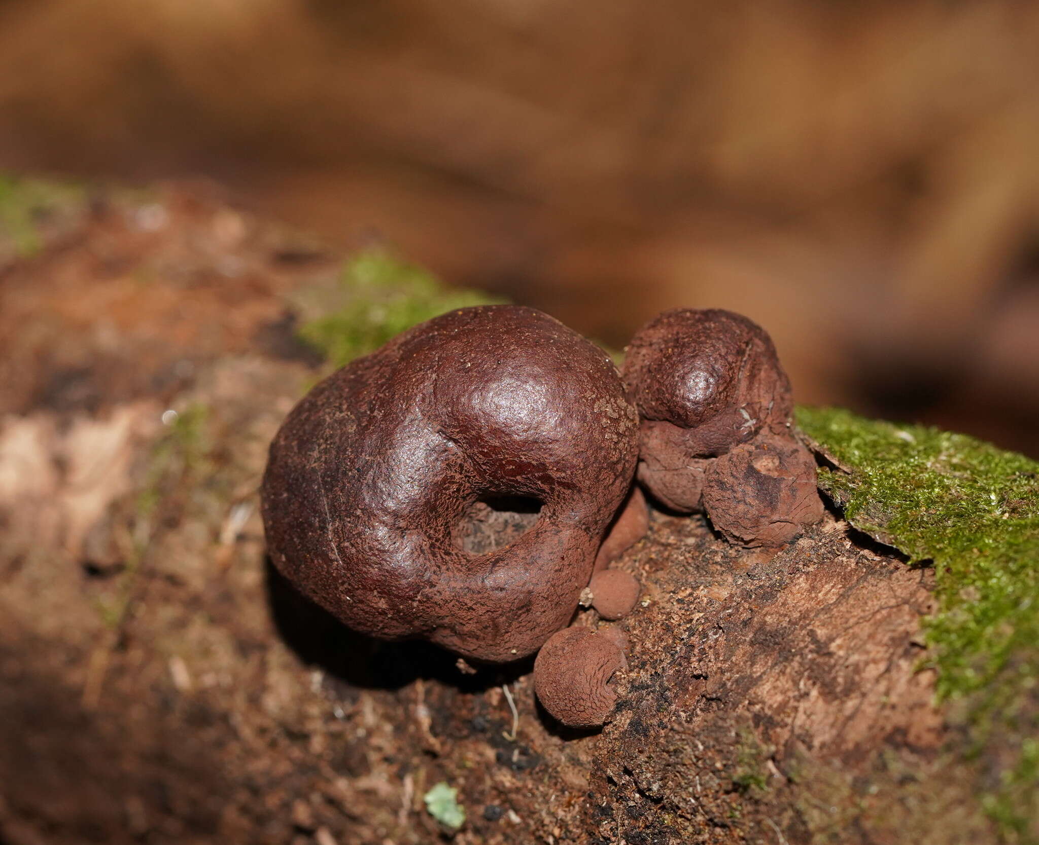 Plancia ëd Daldinia grandis Child 1932