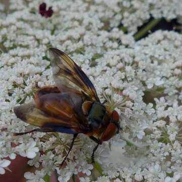 Image of Phasia hemiptera (Fabricius 1794)