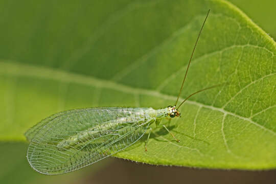 Image of Goldeneyed Lacewing