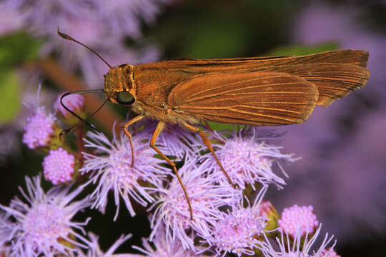 Image of Long-windged Skipper