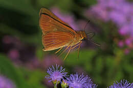 Image of Long-windged Skipper