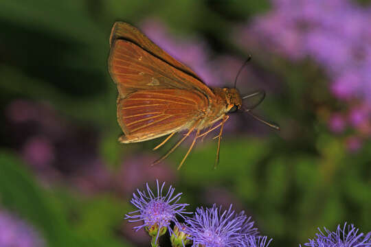 Image of Long-windged Skipper