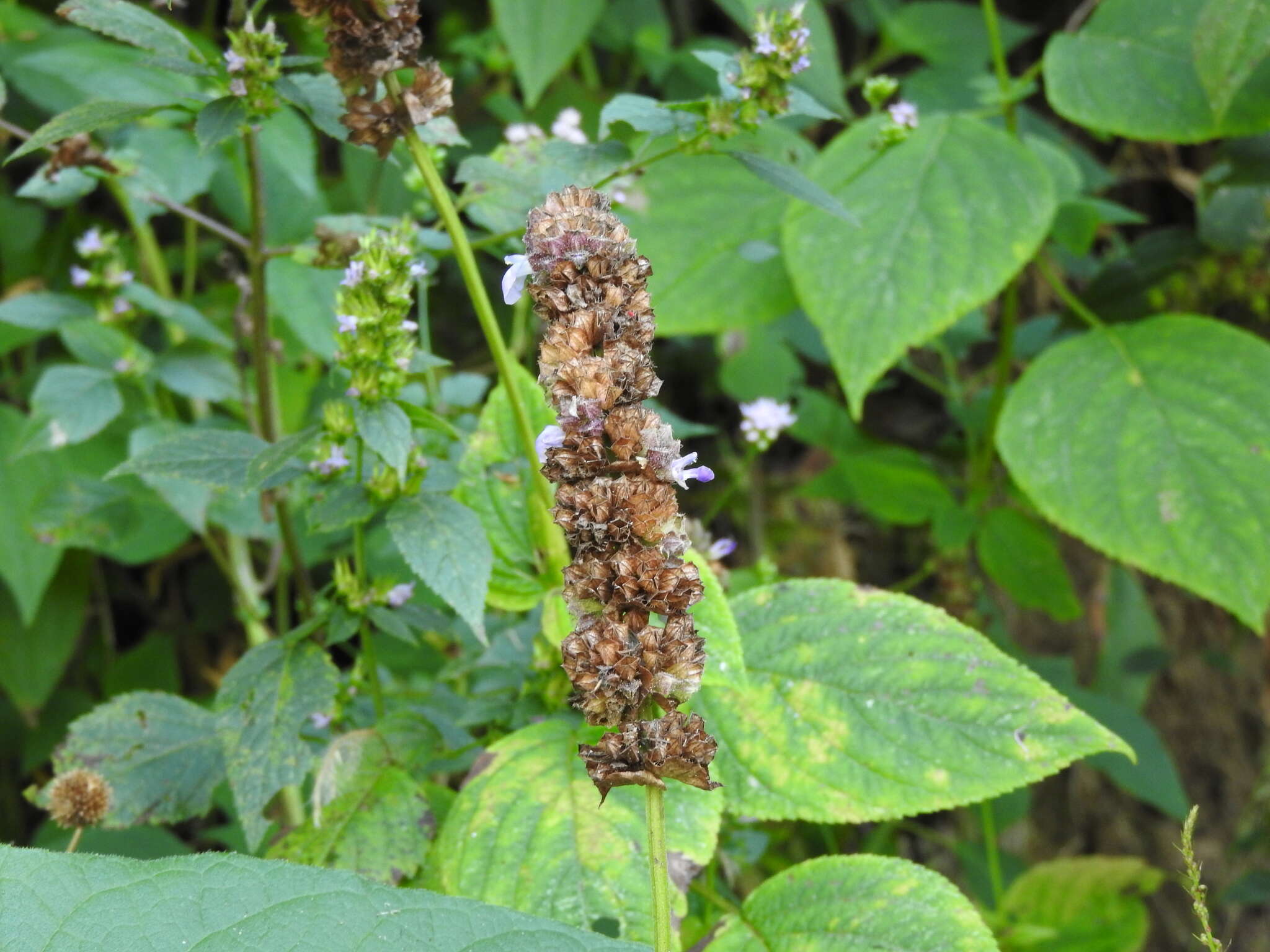 Image de Salvia mocinoi Benth.