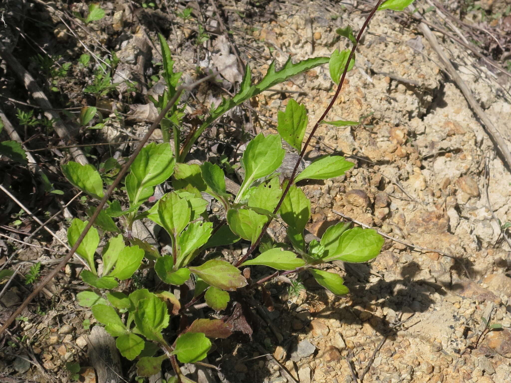 Image of Artemisia keiskeana Miq.