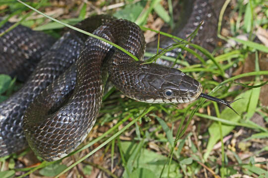 Image of Rat snakes