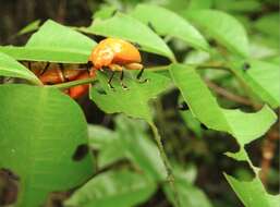 Image de <i>Podontia lutea</i>