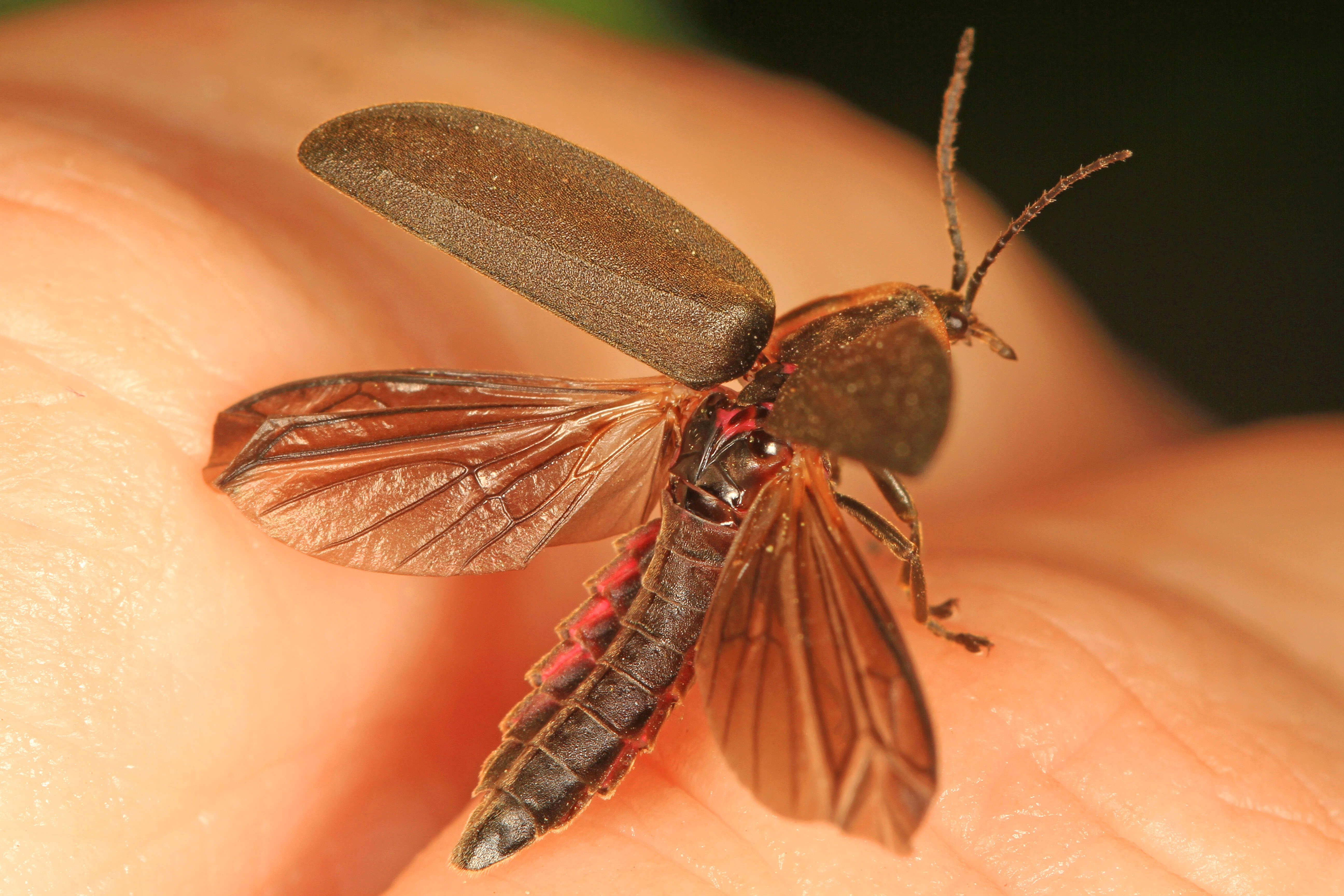 Image of Winter Firefly