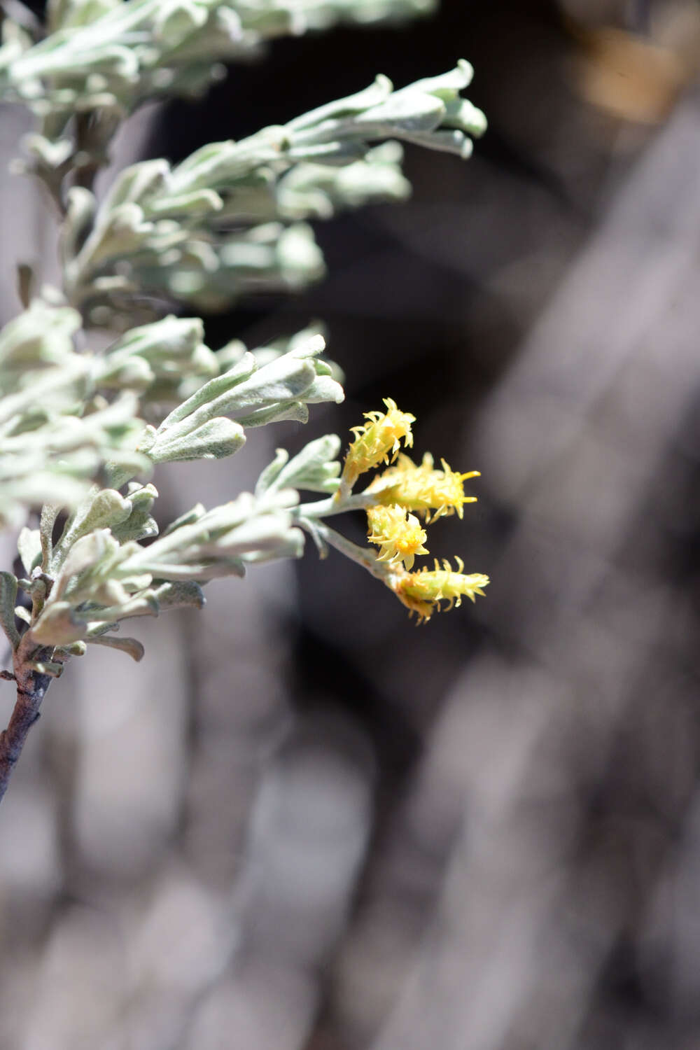 Image of Helichrysum excisum (Thunb.) Less.