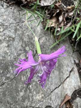 صورة Dianthus longicalyx Miq.