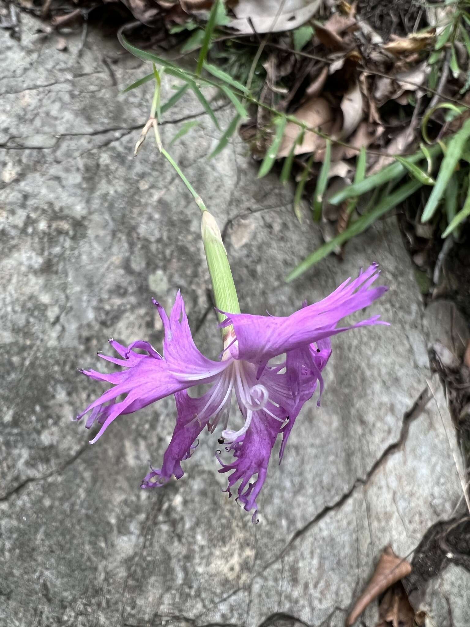 Dianthus longicalyx Miq.的圖片