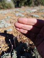 Image of Southern mountain wild-buckwheat