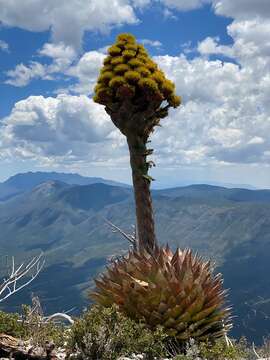 Image de Agave montana Villarreal