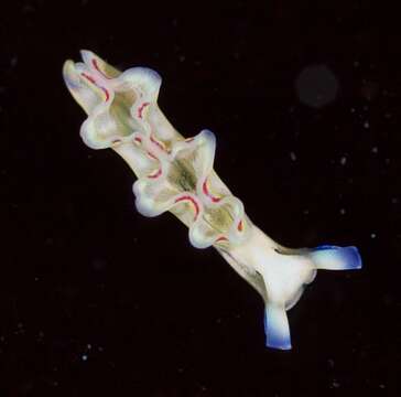 Image of lettuce sea slug