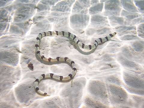 Image of Banded snake eel