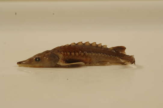 Image of Green Sturgeon