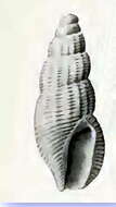 Image of Anacithara stricta Hedley 1922