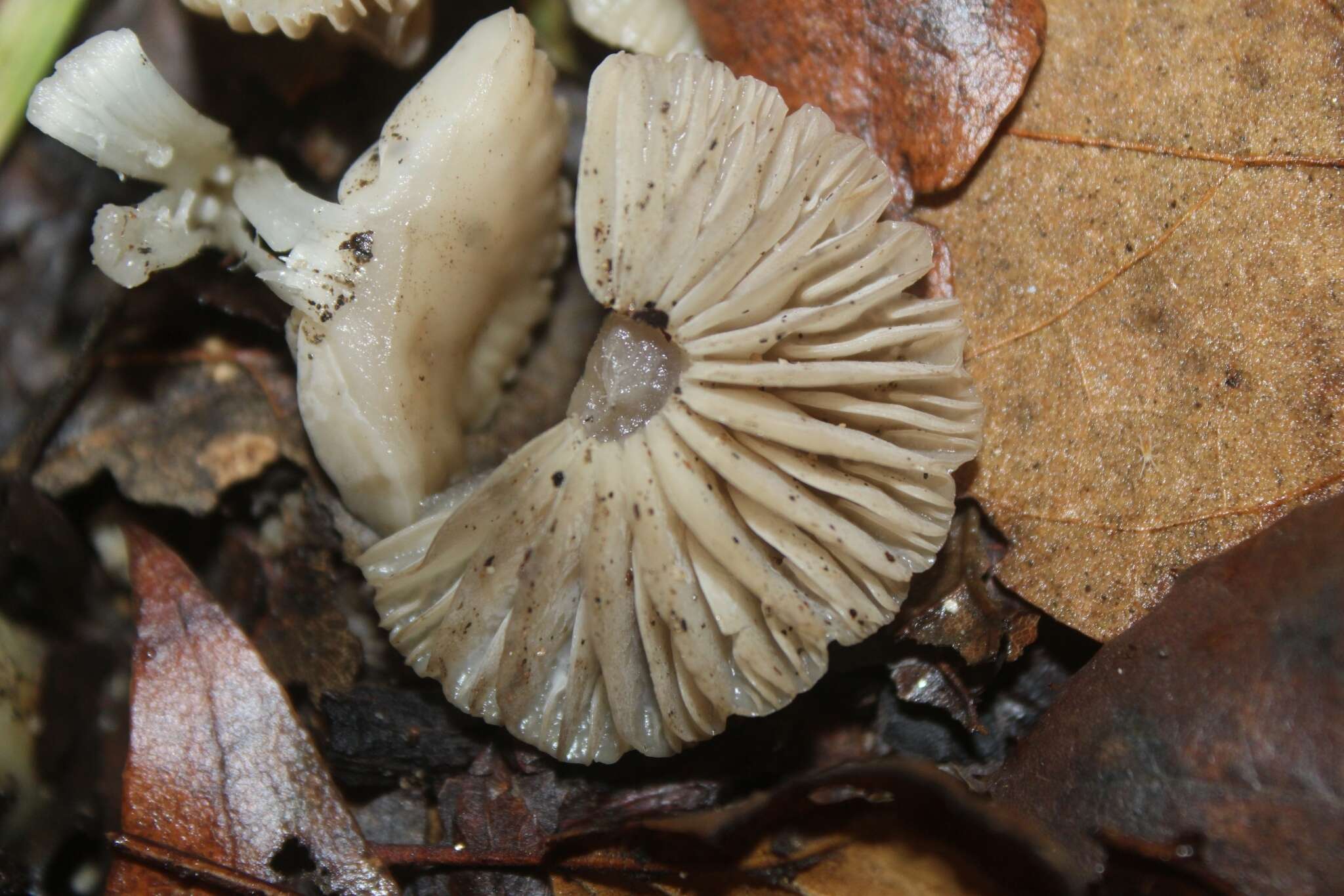 Sivun Marasmius albogriseus (Peck) Singer 1943 kuva