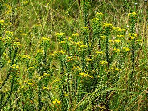 Image of Euryops virgineus (L. fil.) Less.