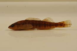 Image of Blackbanded darter