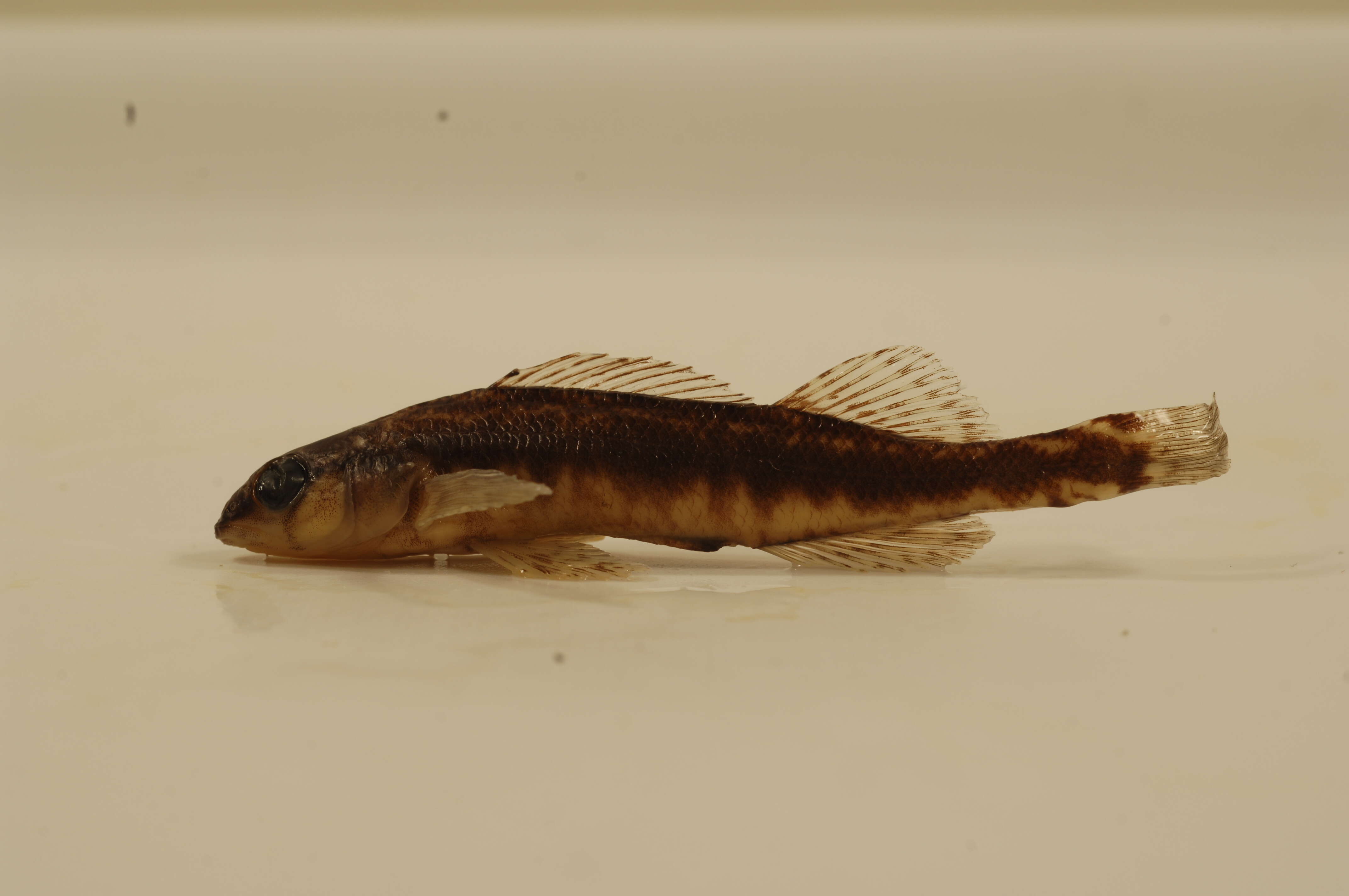 Image of Blackbanded darter