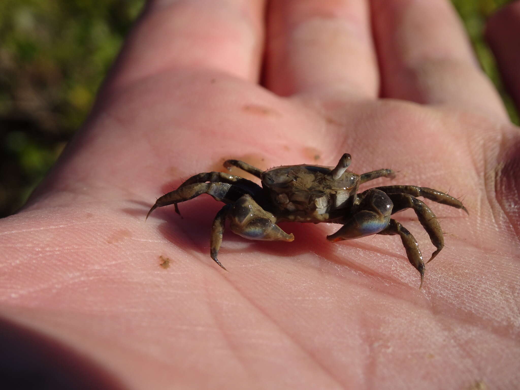 Sivun Australoplax tridentata (A. Milne-Edwards 1873) kuva