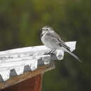 صورة Motacilla alba baicalensis Swinhoe 1871