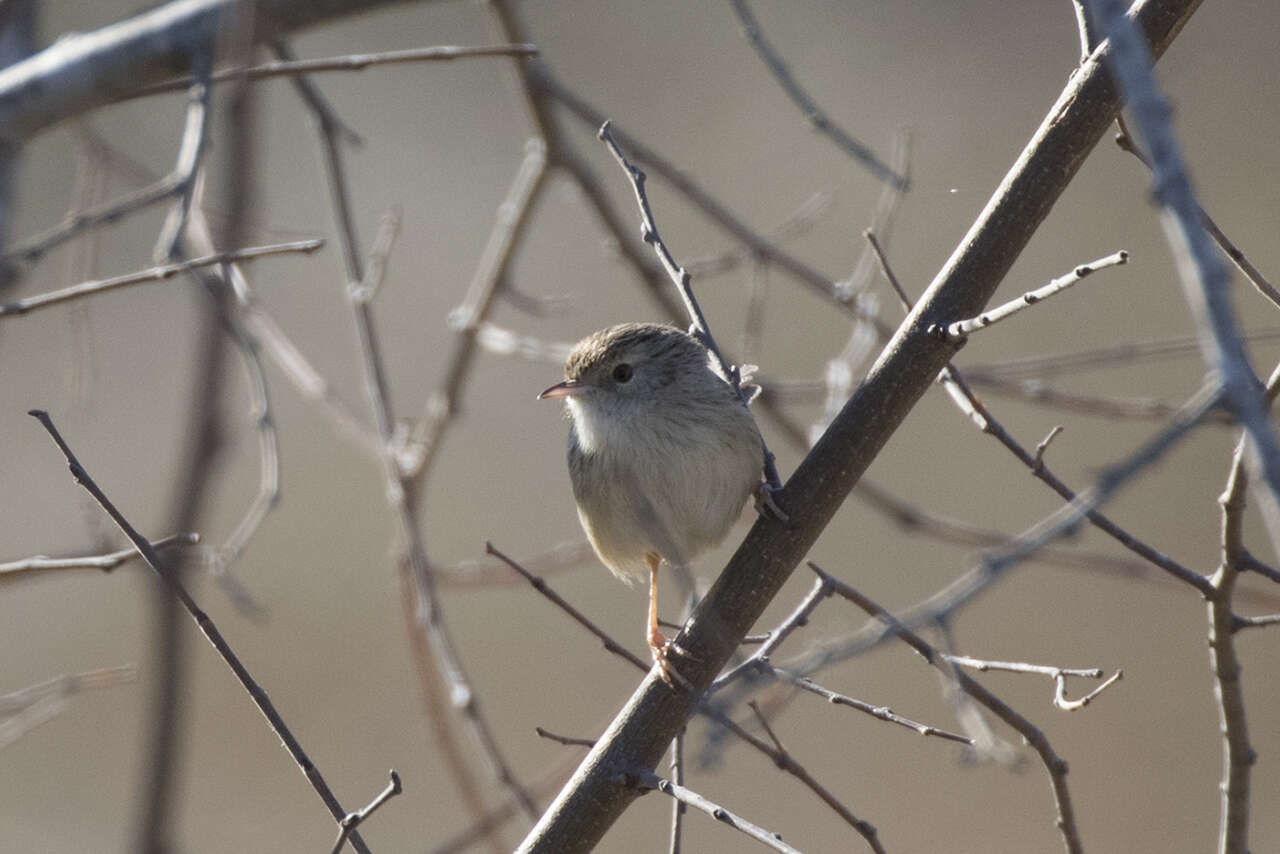 Image of Graceful Prinia