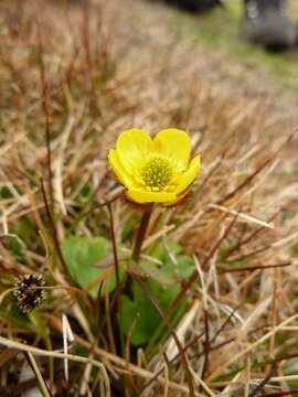 Image of sulphur buttercup