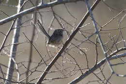 Image of Graceful Prinia