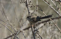 Image of Graceful Prinia