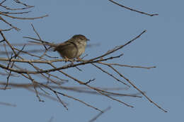 Image of Graceful Prinia