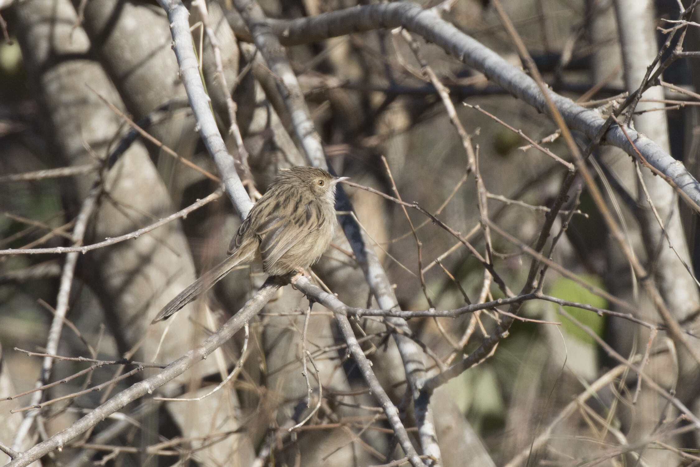 Image of Graceful Prinia