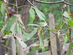 Image of Green Warbler