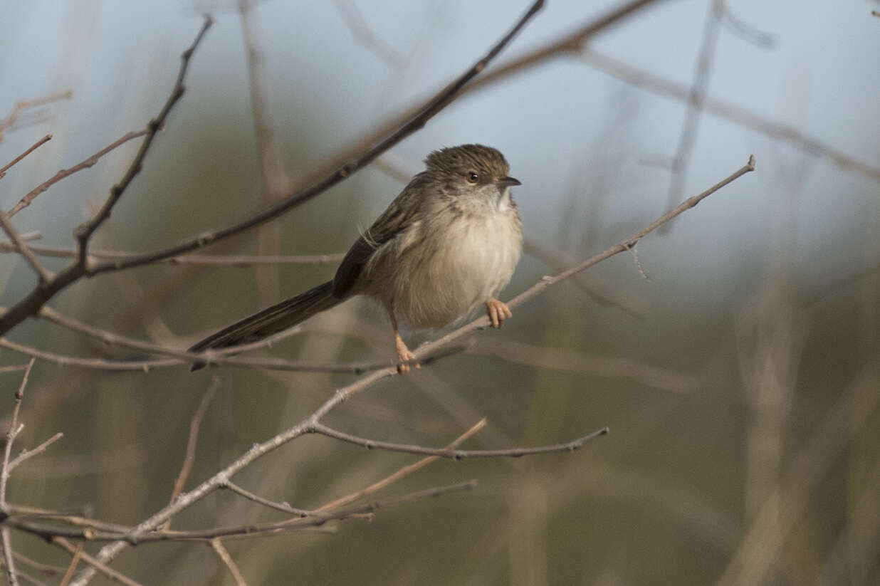 Слика од Prinia gracilis (Lichtenstein & Mhk 1823)