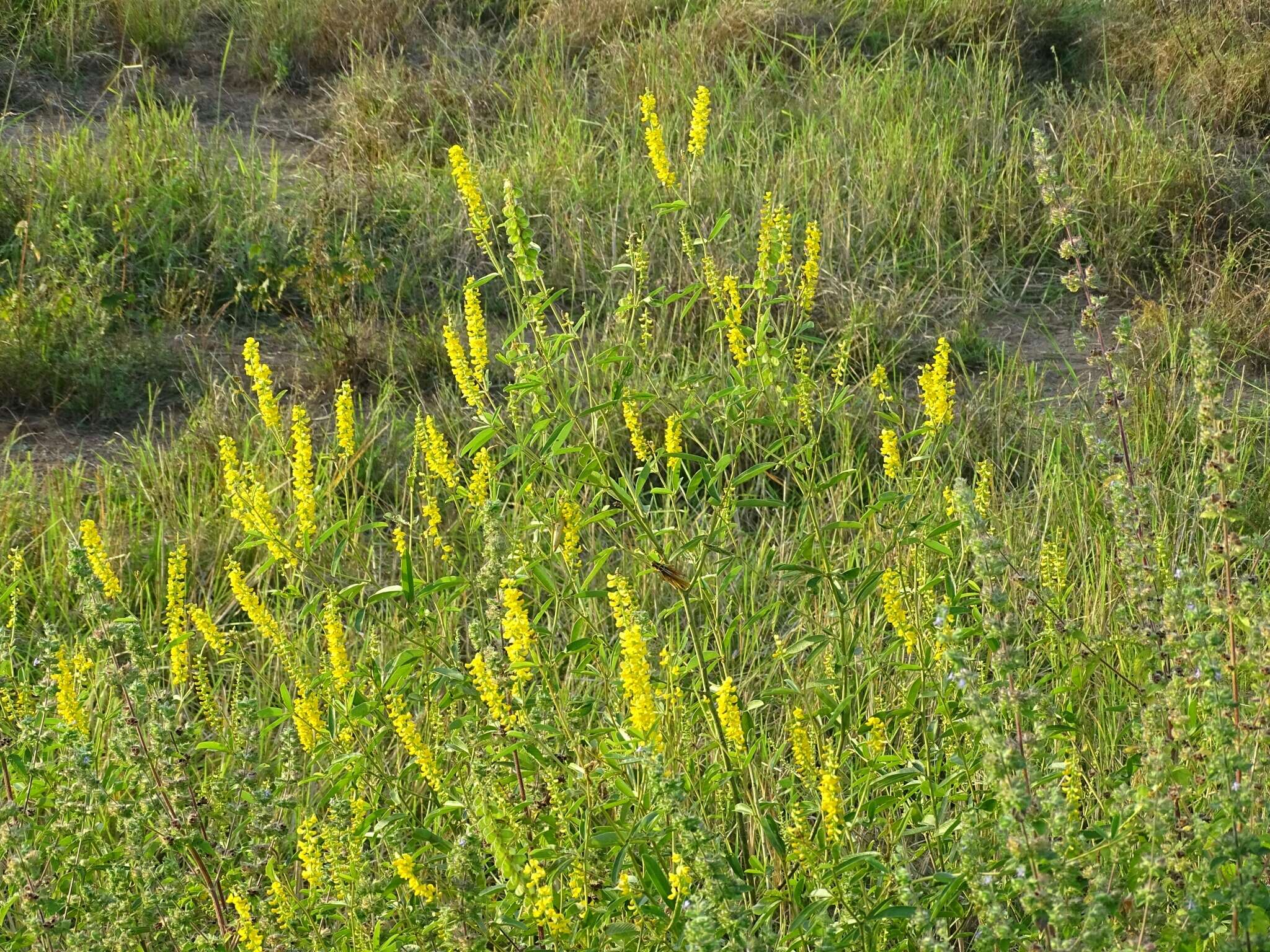 Image of Eriosema psoraleoides (Lam.) G. Don